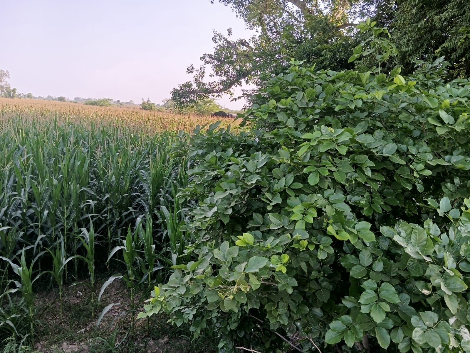 Plot for sale in Garhi Tamana — photo 3