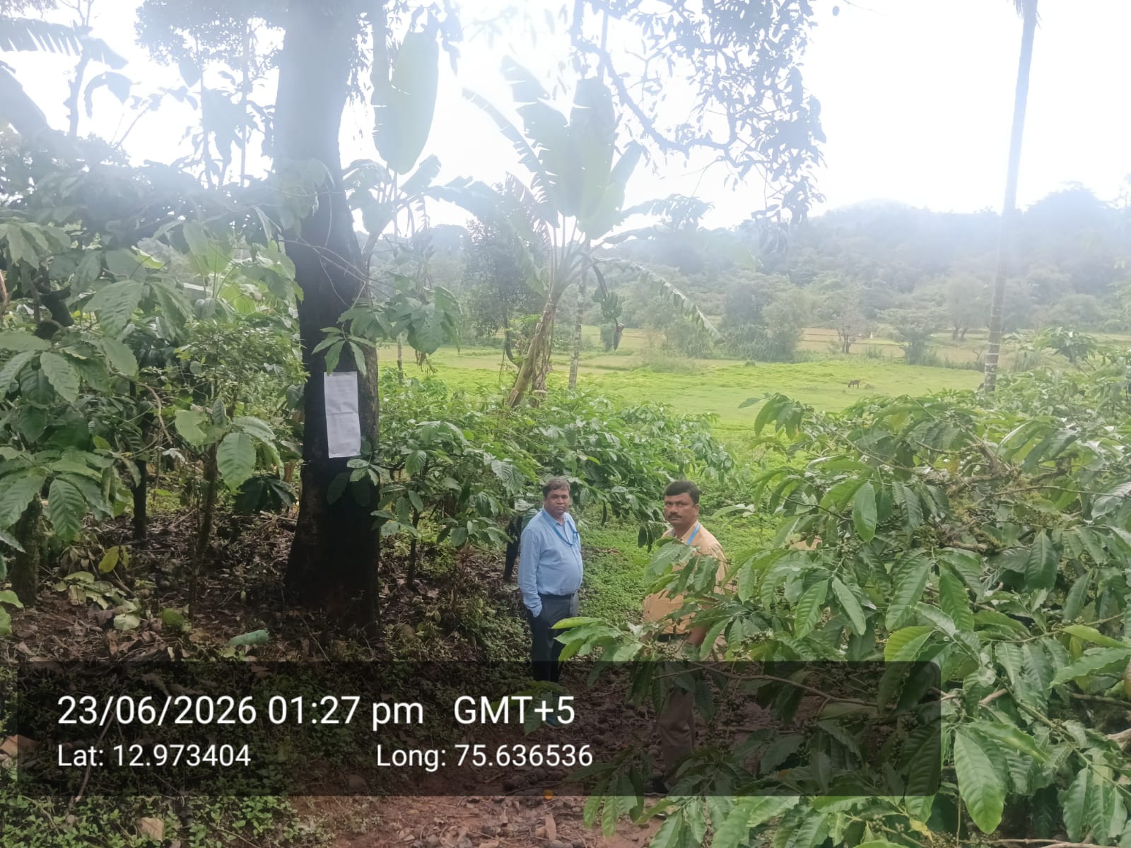 COFFEE PLANTATION for sale in KUMARVALLY VILLAGE Sakleshpur — photo 1