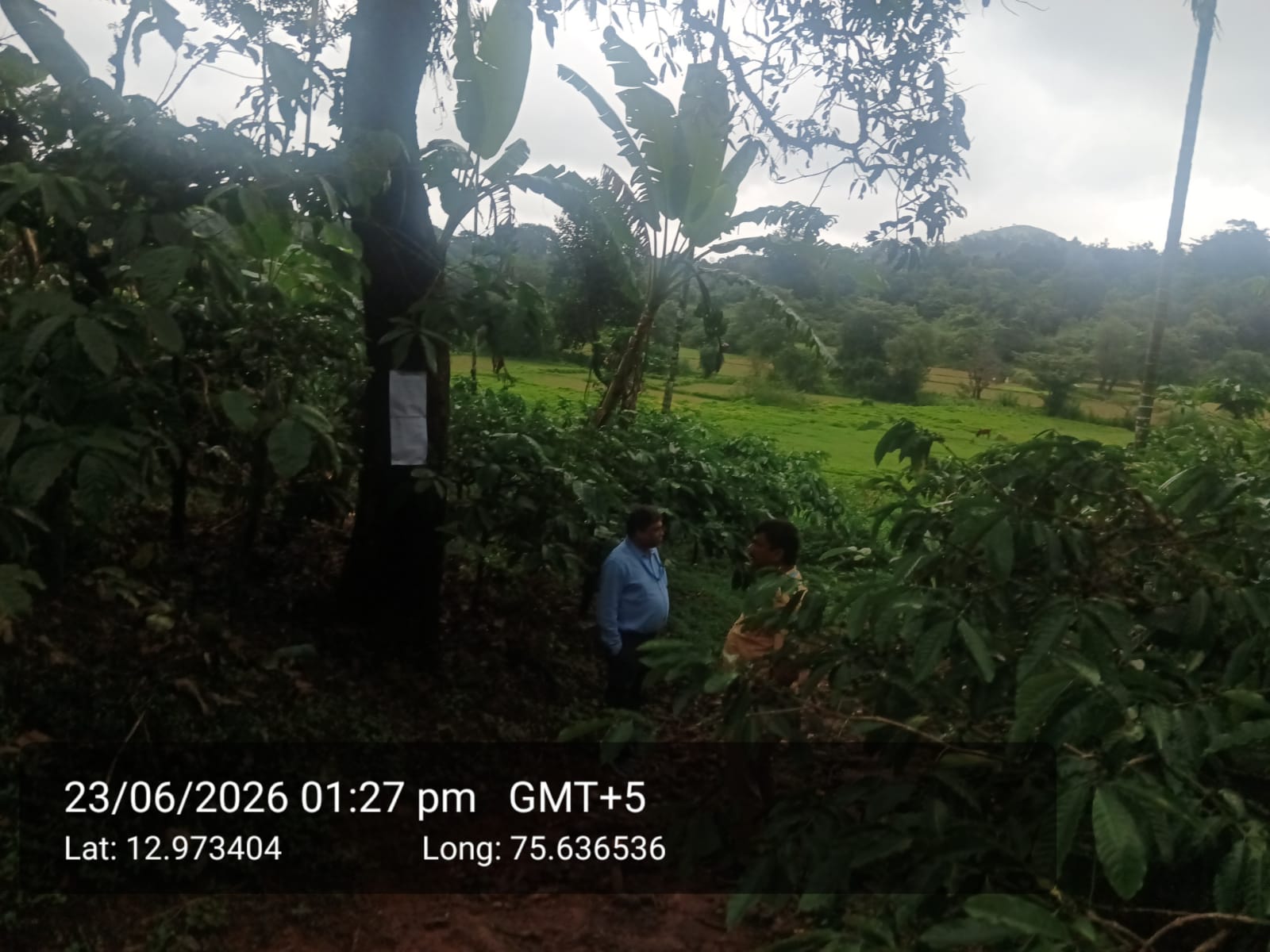 COFFEE PLANTATION for sale in KUMARVALLY VILLAGE Sakleshpur — photo 3
