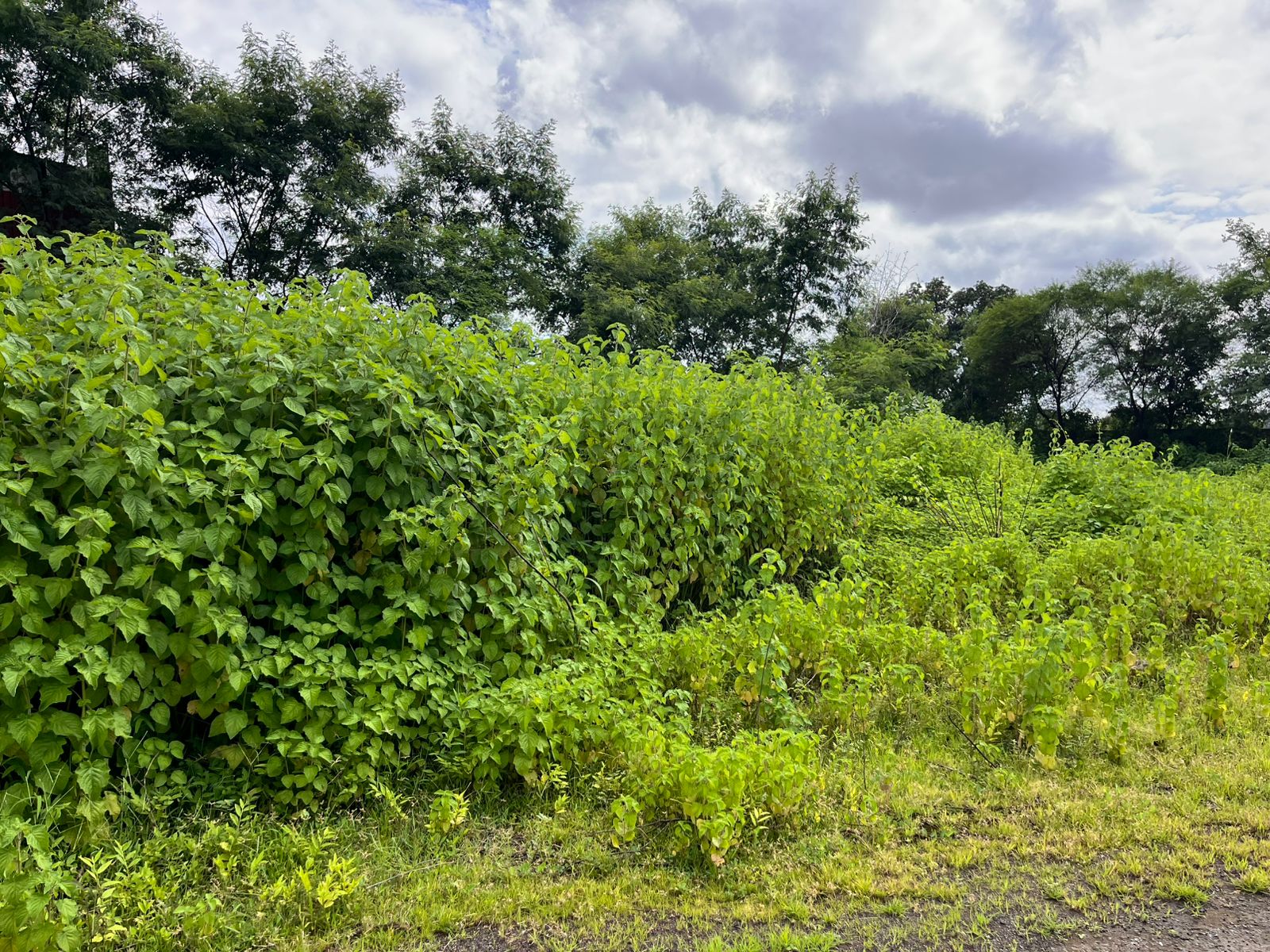 Industrial Plot with Factory Building for sale in Aklordih Bhilai — photo 5
