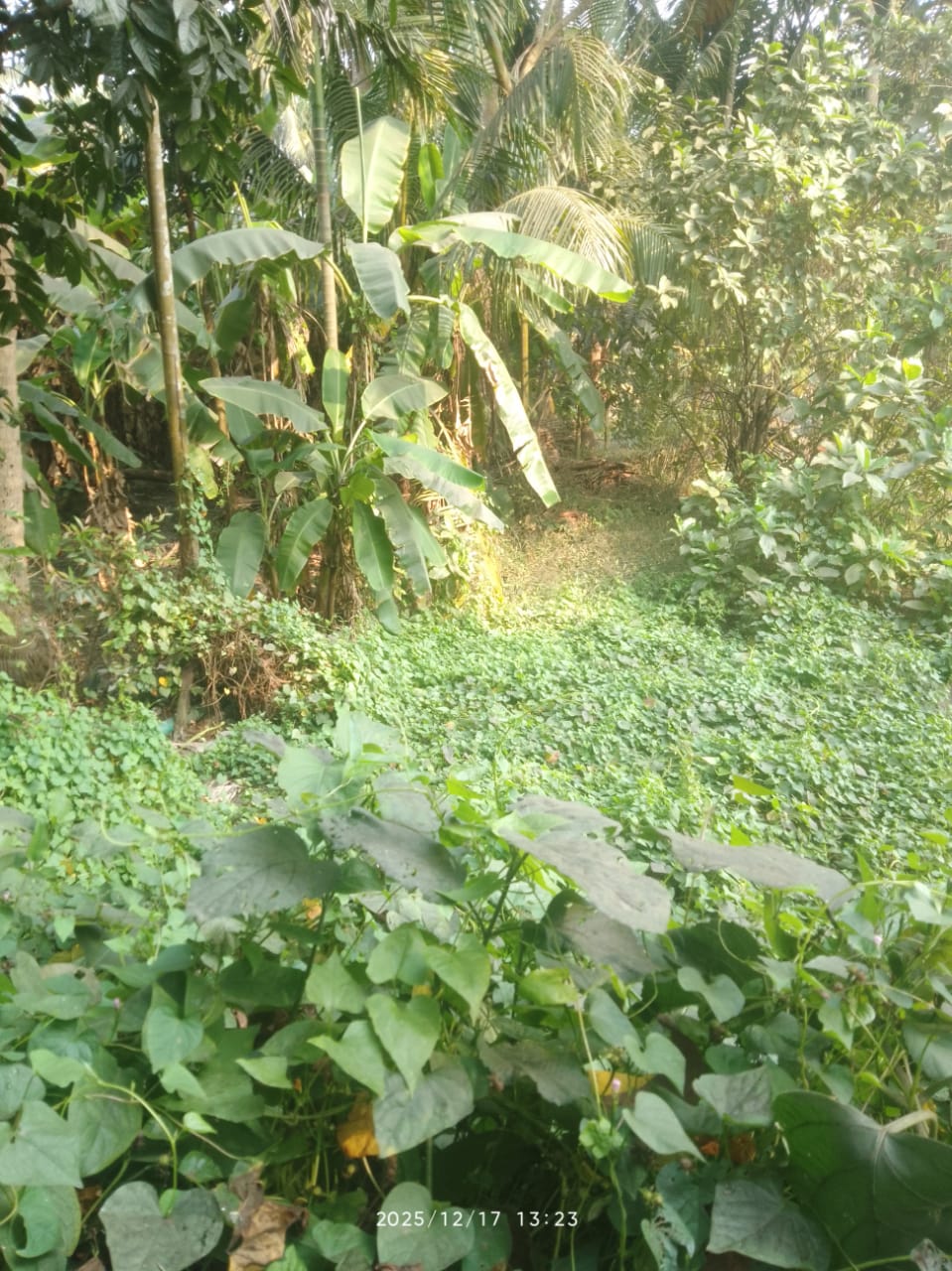 SINGLE STORIED BUILDING ON SHALI LAND for sale in MOUZA SHYAMPUR Bamna — photo 1