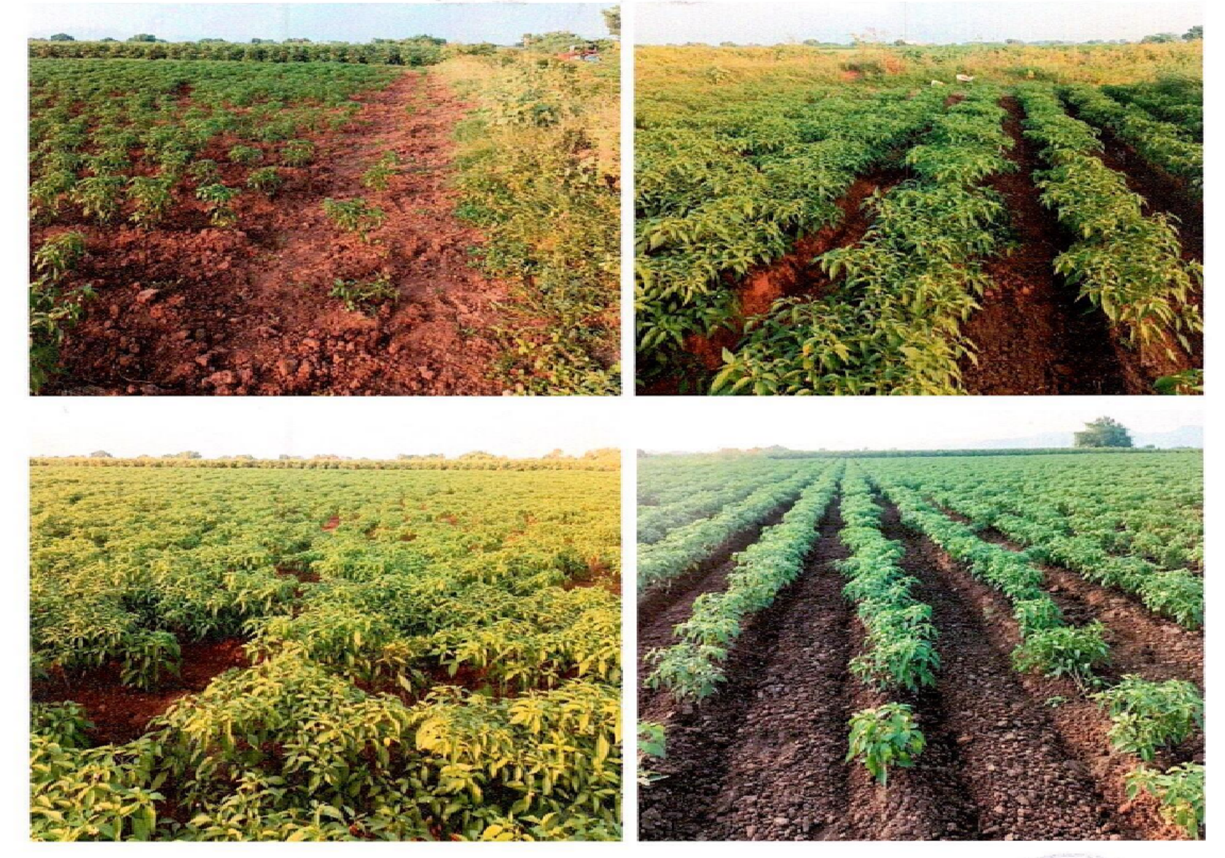 Plot for sale in Guntur — photo 1