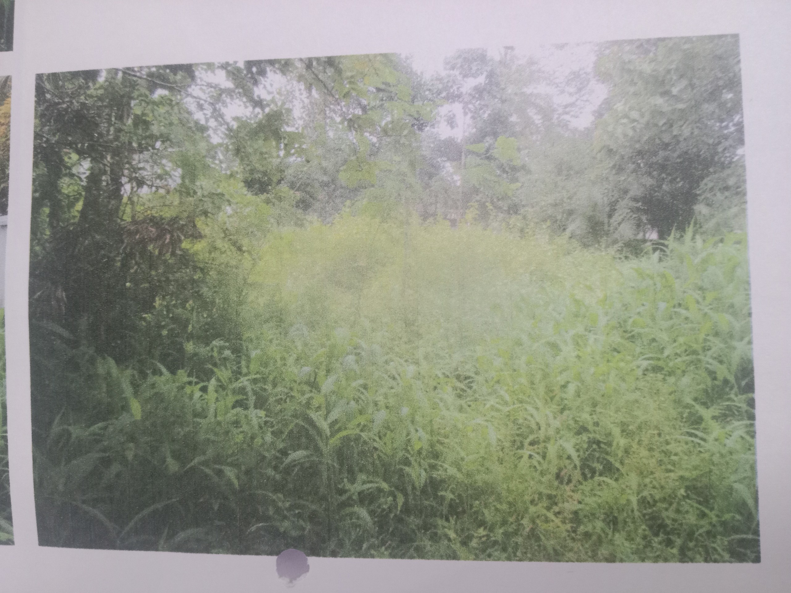Plot for sale in Athirampuzha — photo 1
