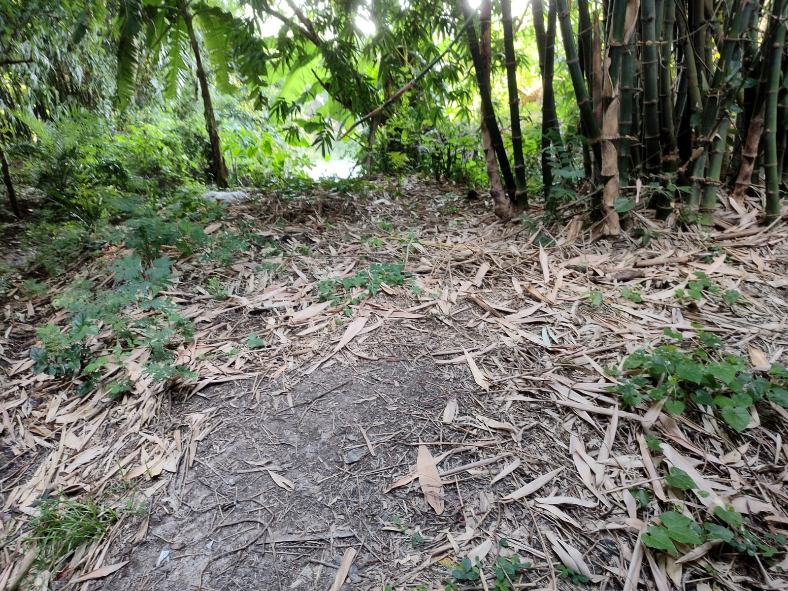 Plot for sale in Village Saranga Paschimpara, PS Khandaghosh,Burdwan 713423 Sehara — photo 1