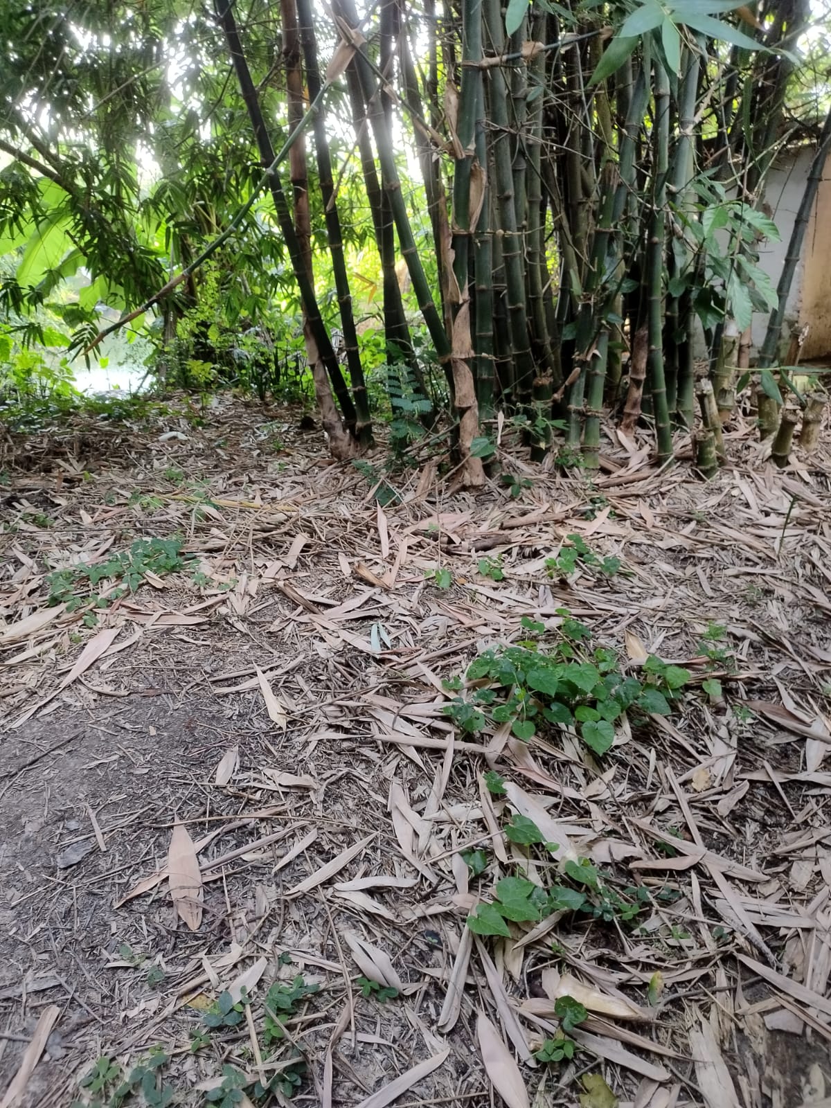 Plot for sale in Village Saranga Paschimpara, PS Khandaghosh,Burdwan 713423 Sehara — photo 2