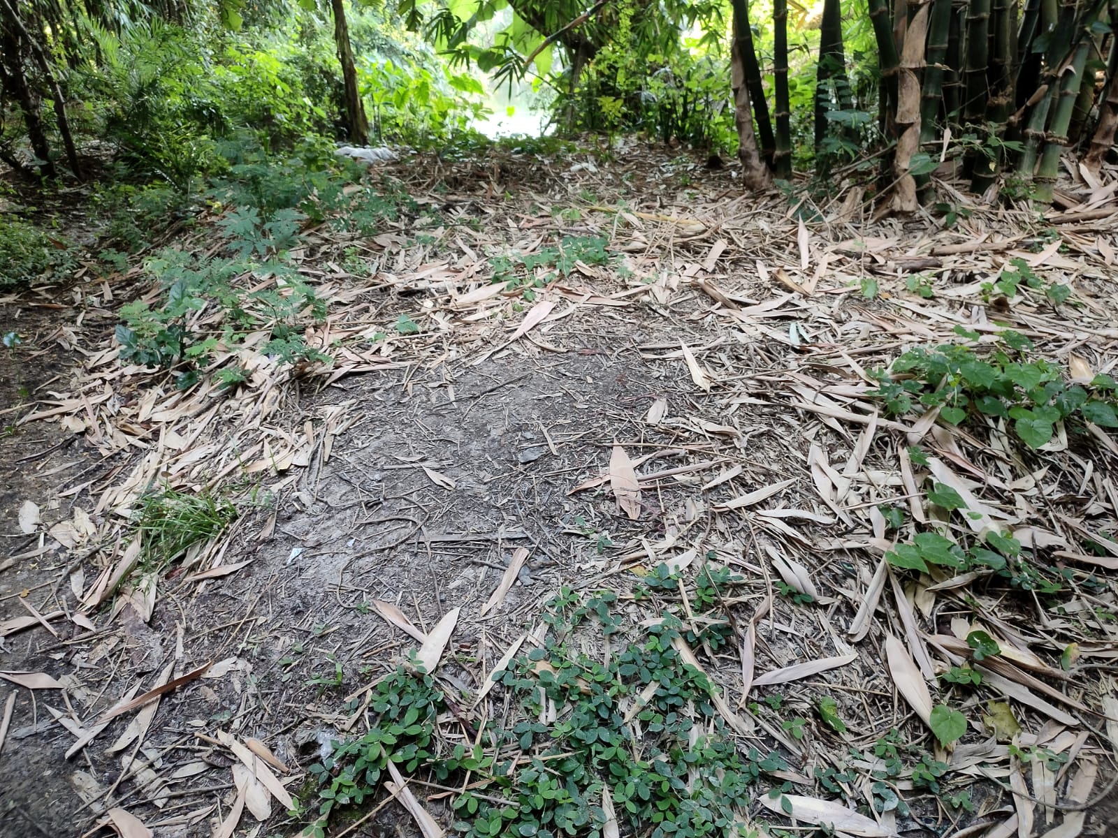 Plot for sale in Village Saranga Paschimpara, PS Khandaghosh,Burdwan 713423 Sehara — photo 3