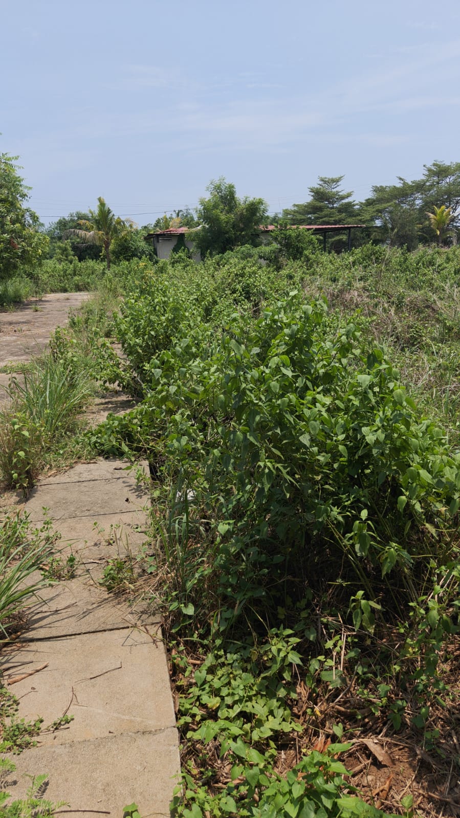 1792 square feet Plot for sale in Kuanarpur Talcher — photo 3