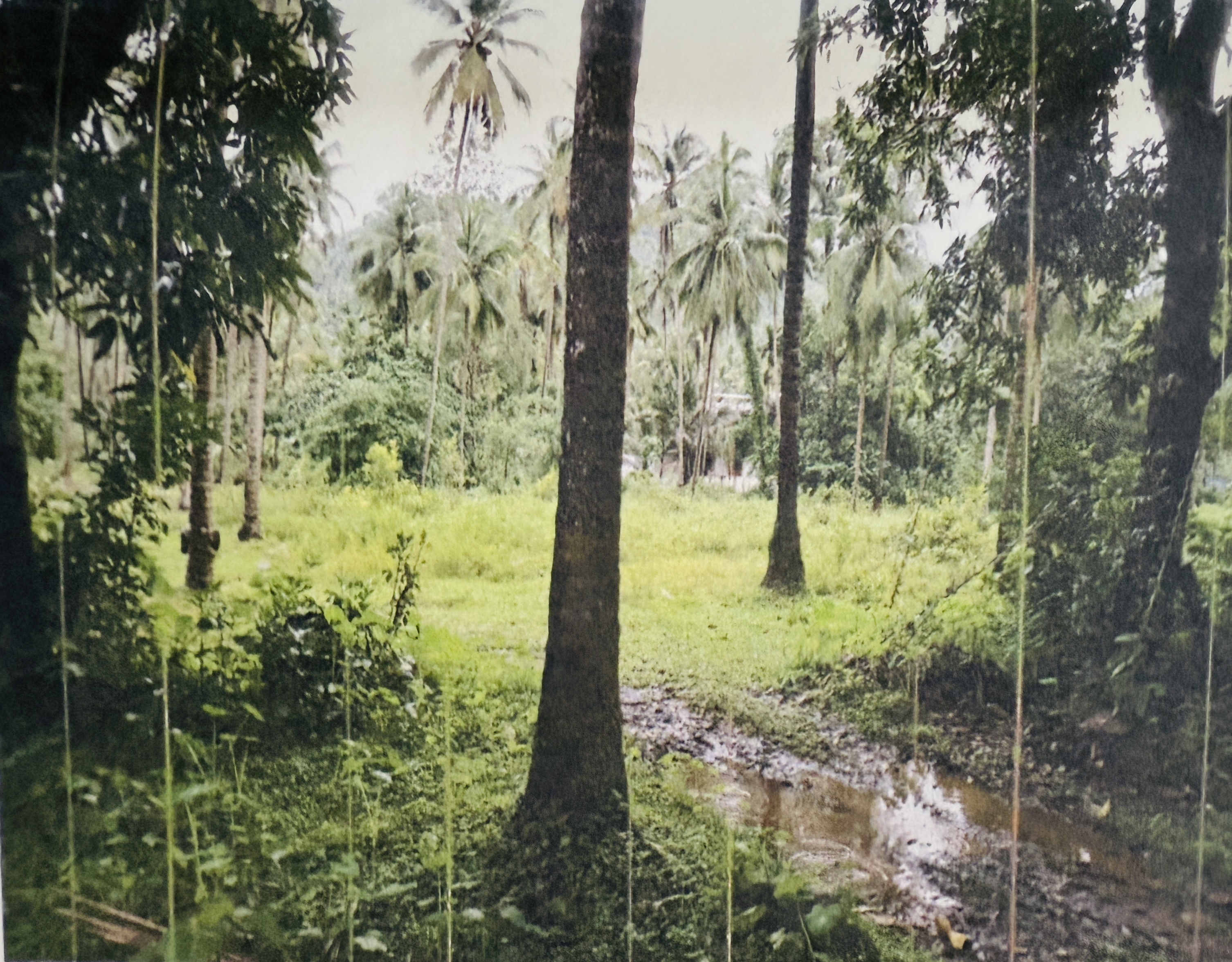 Plot for sale in Kavilumpara Kozhikode — photo 5