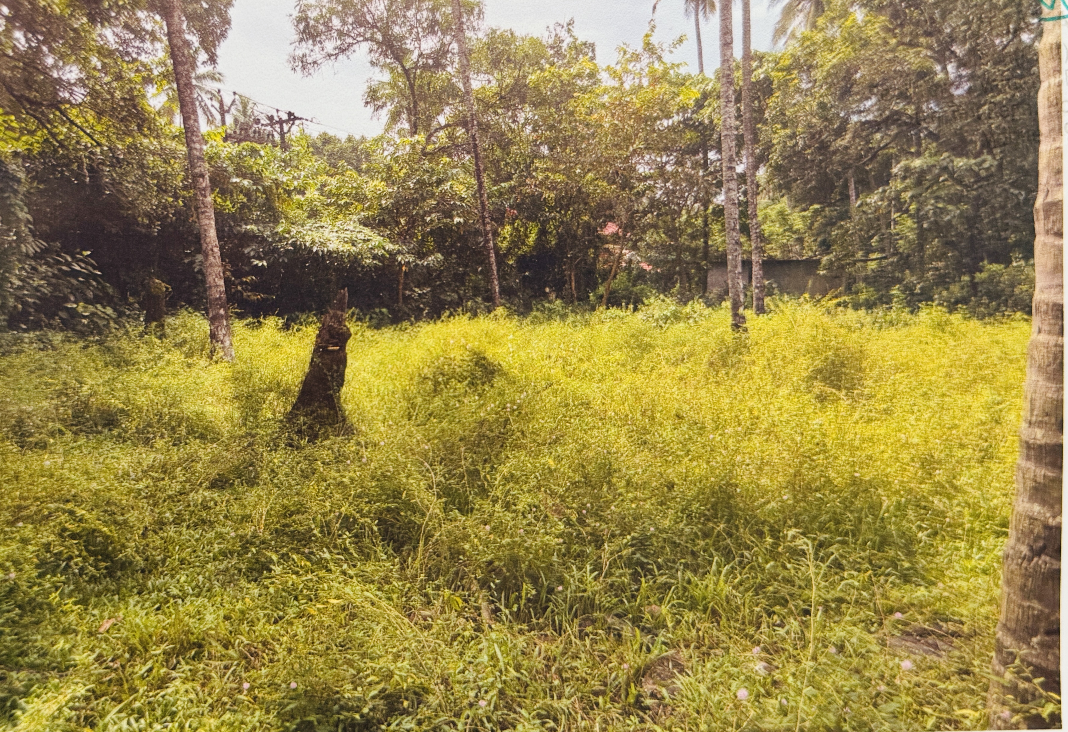 Plot for sale in Kavilumpara Kozhikode — photo 1