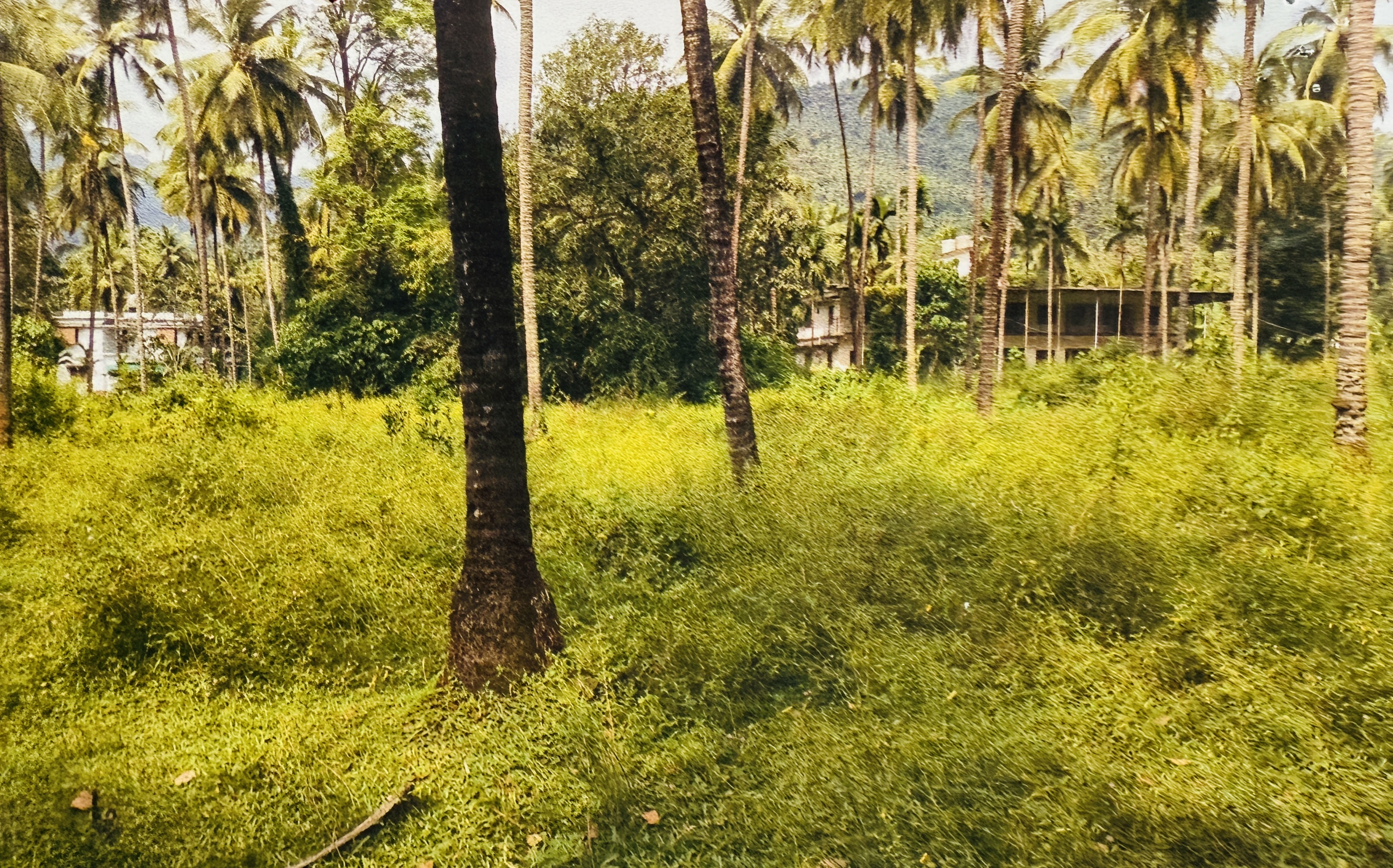 Plot for sale in Kavilumpara Kozhikode — photo 3