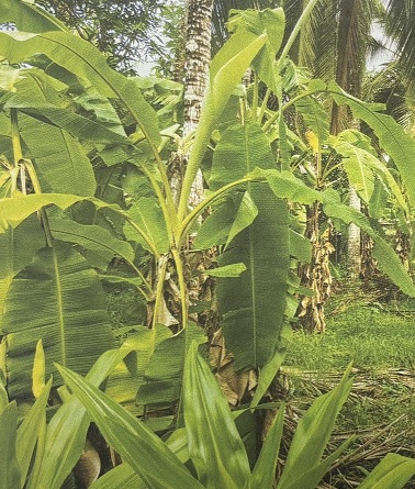 6098 square feet Plot for sale in KANNUR Chirakkal — photo 3