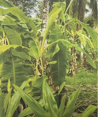 6098 square feet Plot for sale in KANNUR Chirakkal — photo 2