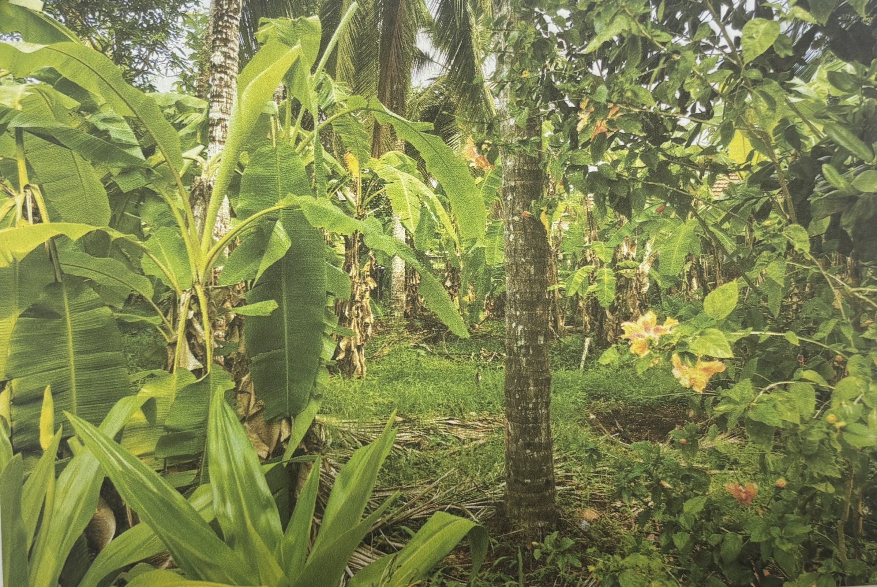 6098 square feet Plot for sale in KANNUR Chirakkal — photo 1