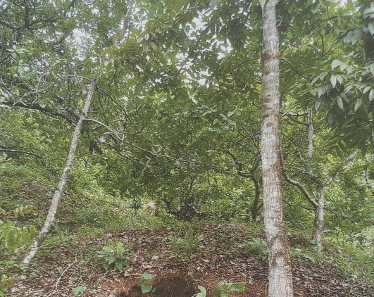 Plot for sale in KANNUR Mangattidam — photo 3