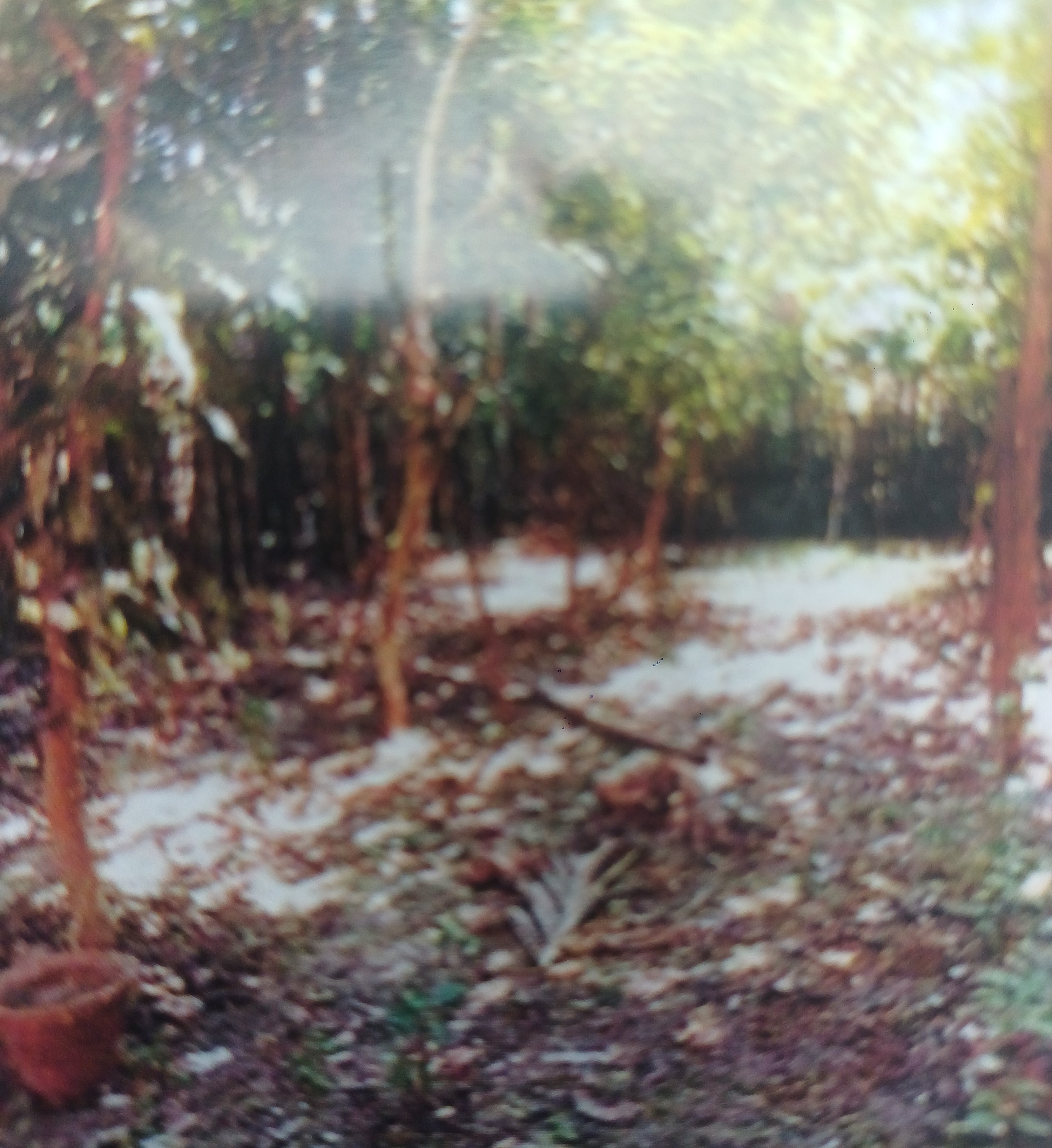 OPEN LAND for sale in Basirhat — photo 1