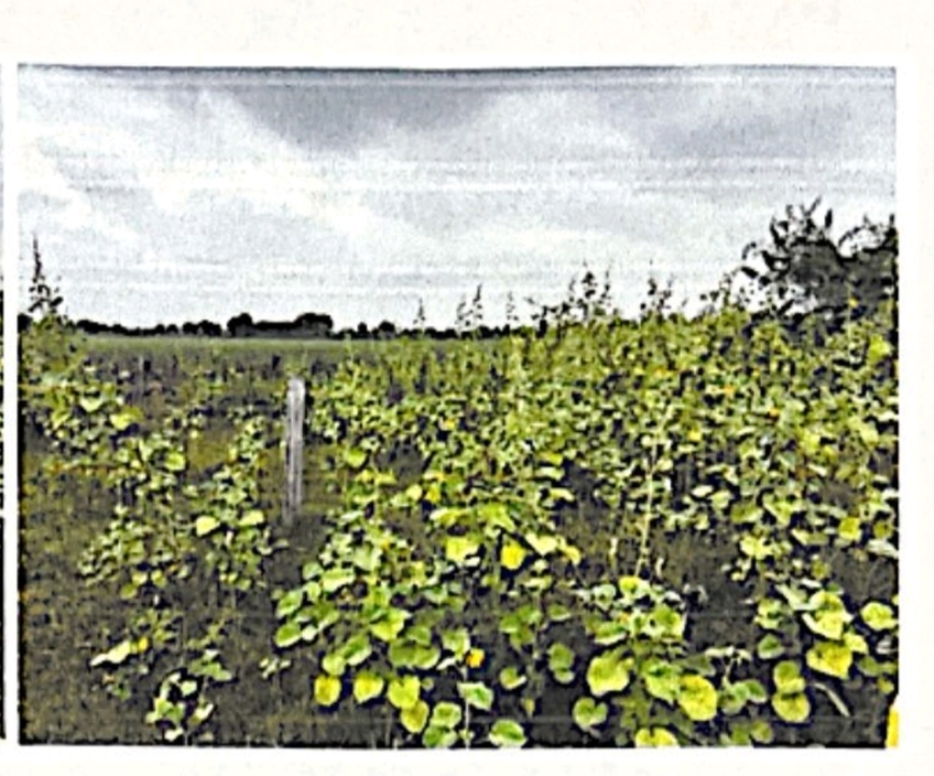 Plot for sale in Guntur — photo 3