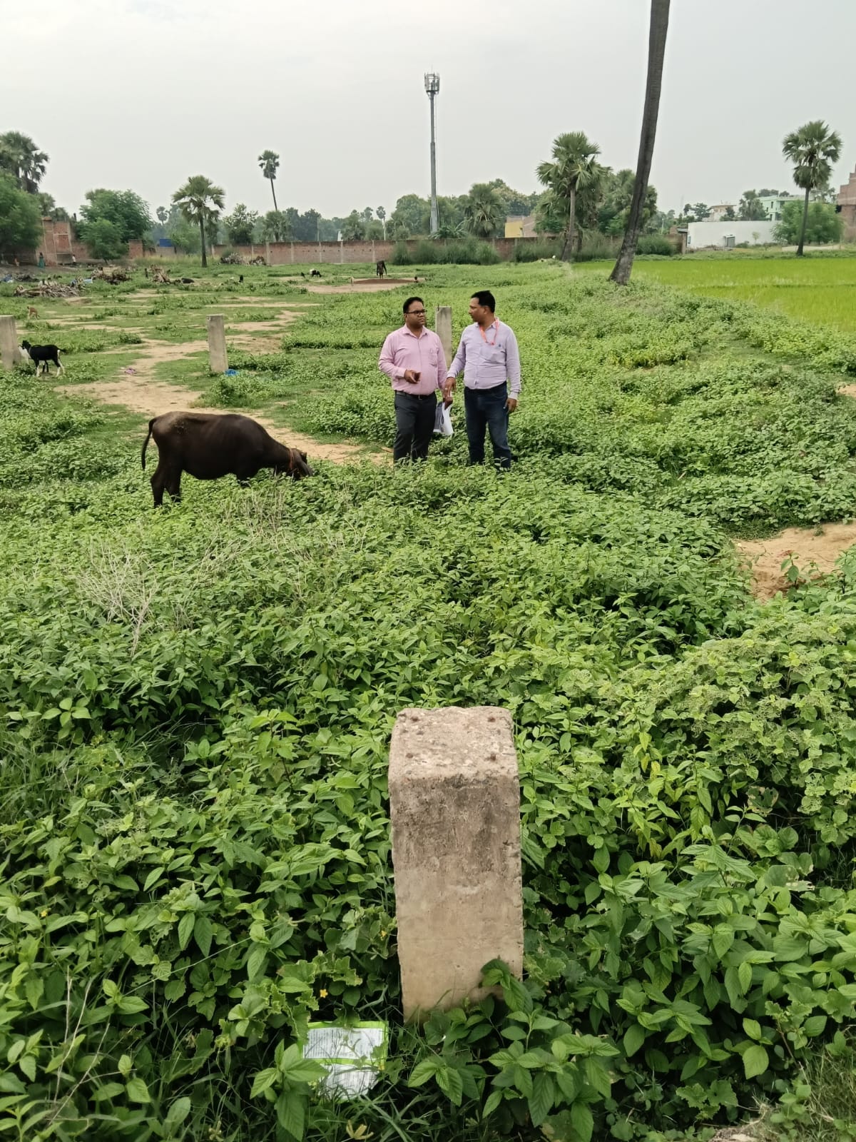 1361.25 square feet Plot for sale in Dhanarua PATNA Patna