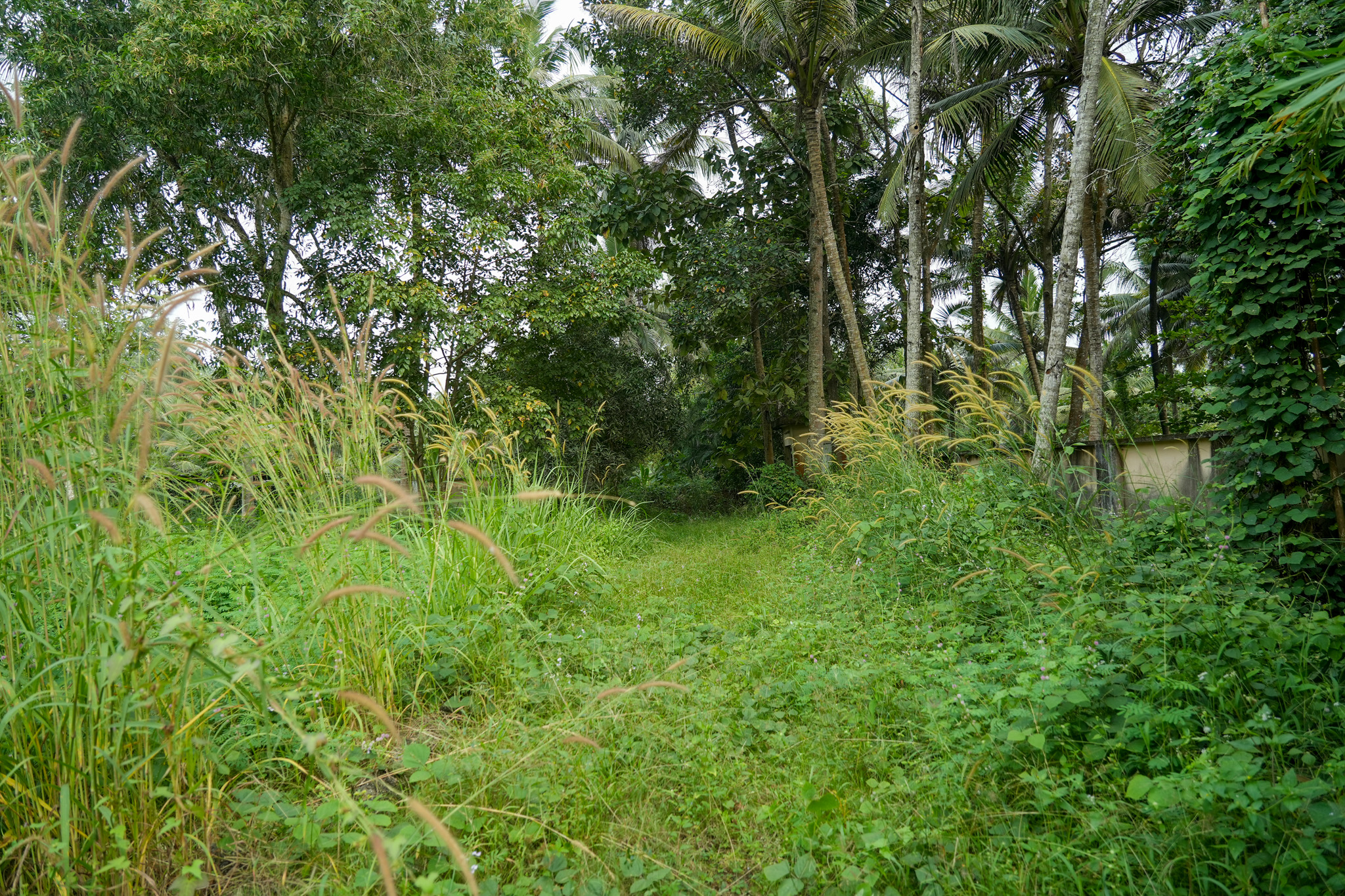 Farm House for sale in Chingoli Vllage, Karthikapally, Alappuzha Cheppad — photo 5