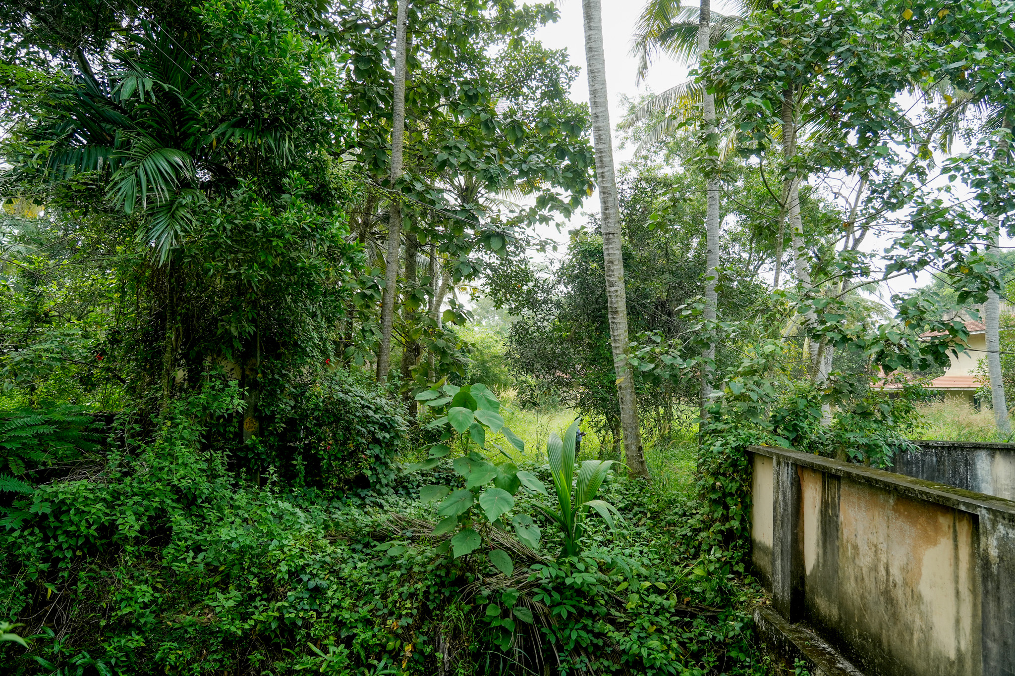 Farm House for sale in Chingoli Vllage, Karthikapally, Alappuzha Cheppad — photo 10