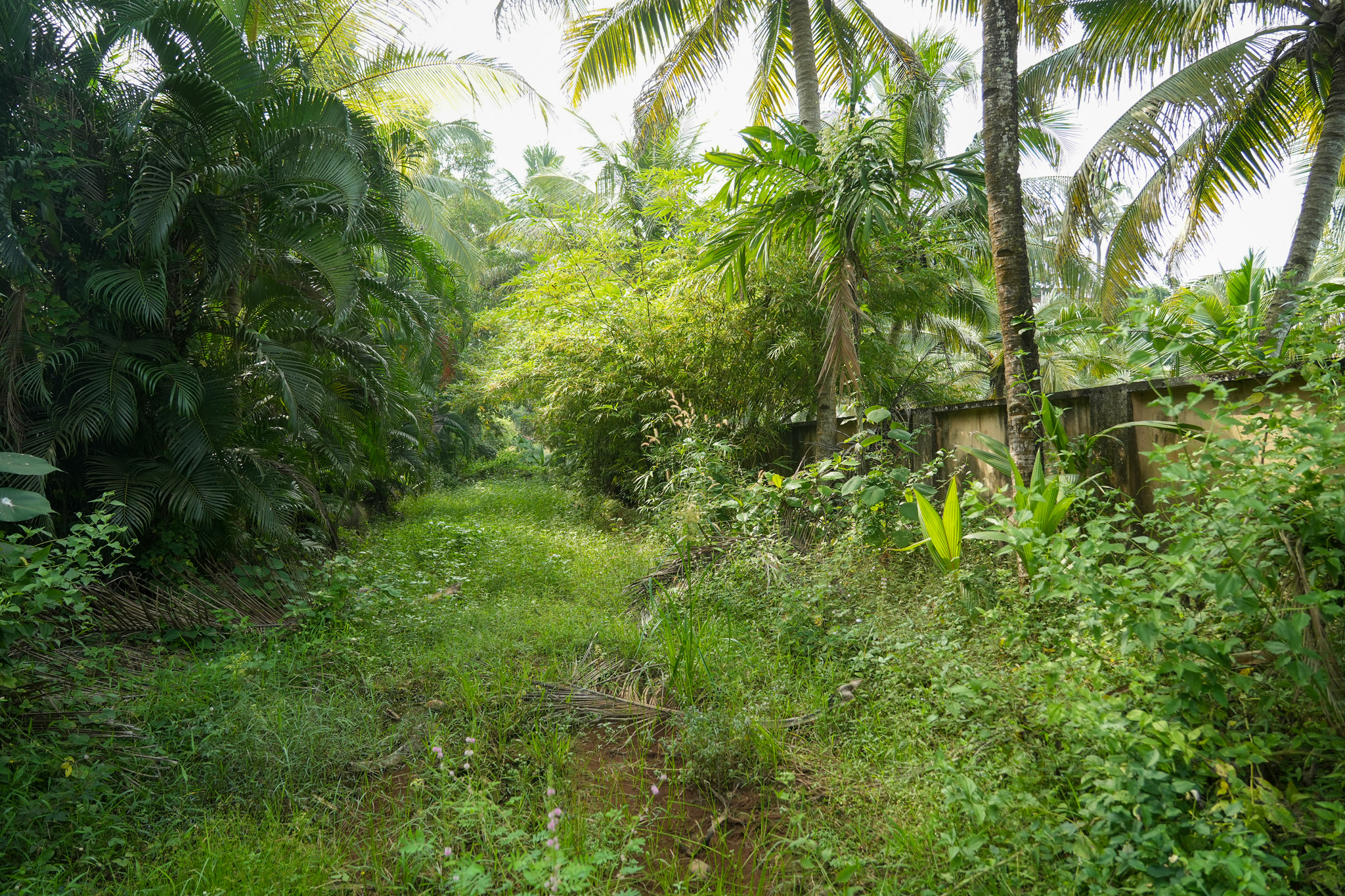 Farm House for sale in Chingoli Vllage, Karthikapally, Alappuzha Cheppad — photo 12