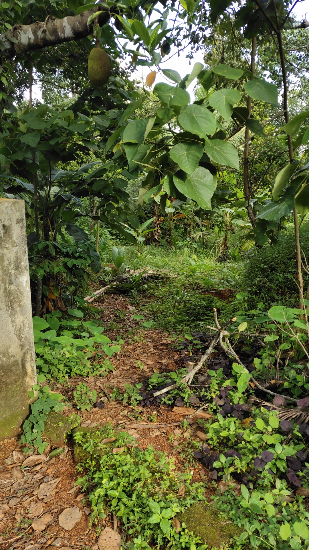 Plot for sale in Marampilly