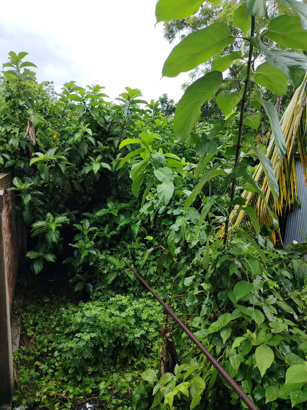 3049 square feet Plot for sale in BAGANATI HIGH SCHOOL Minakhan — photo 3