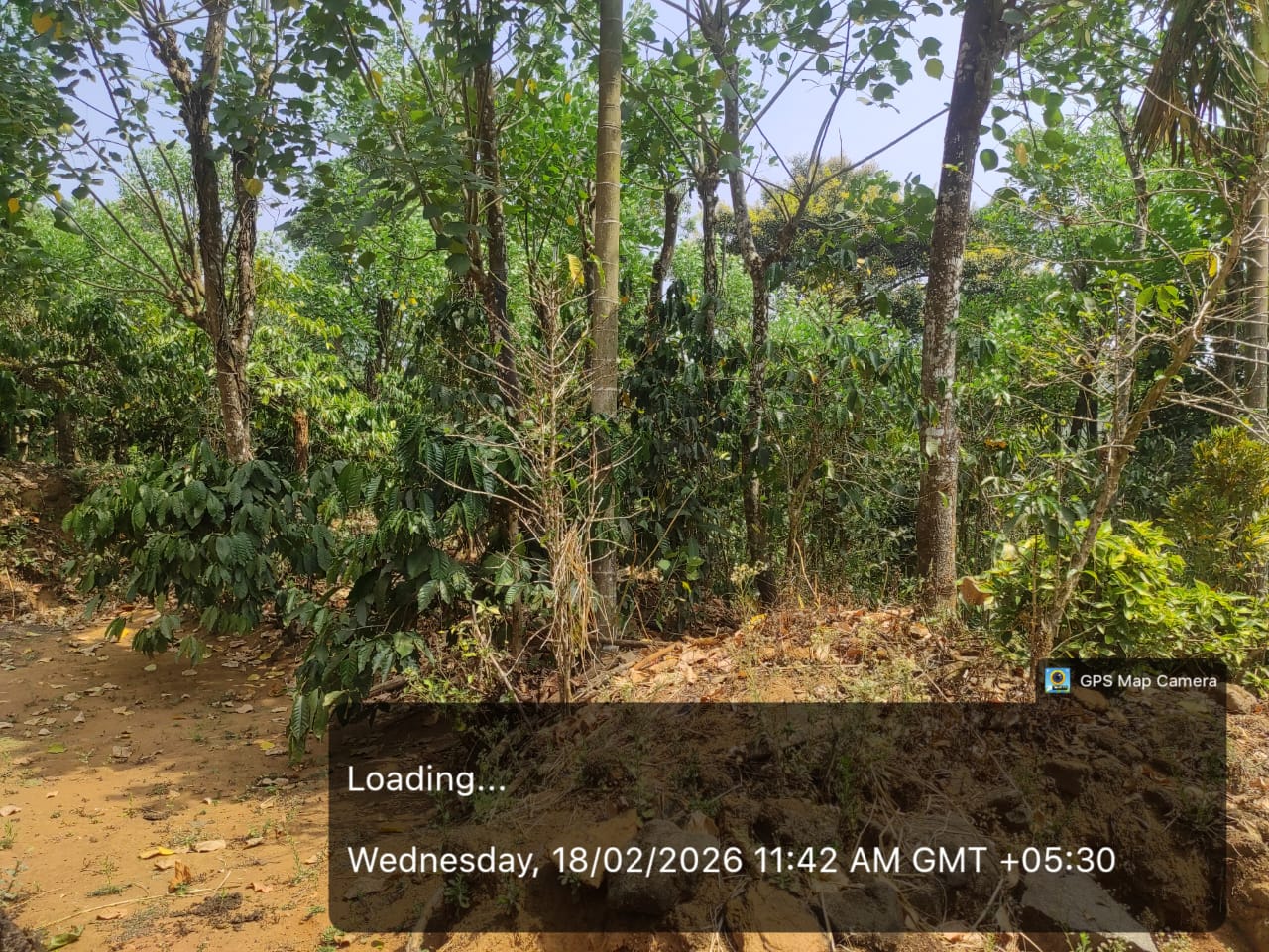 100 square feet COFFEE ESTATE for sale in Virajpete