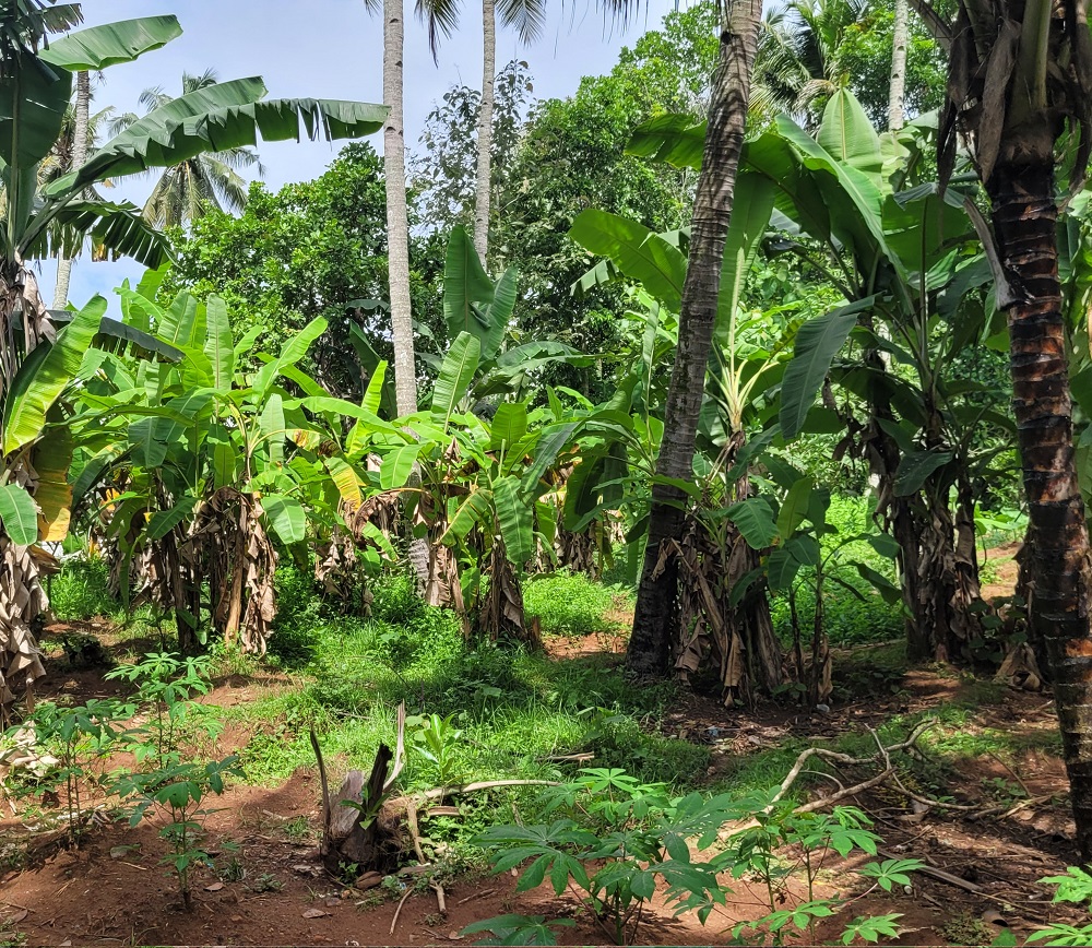 Plot for sale in Paravoor