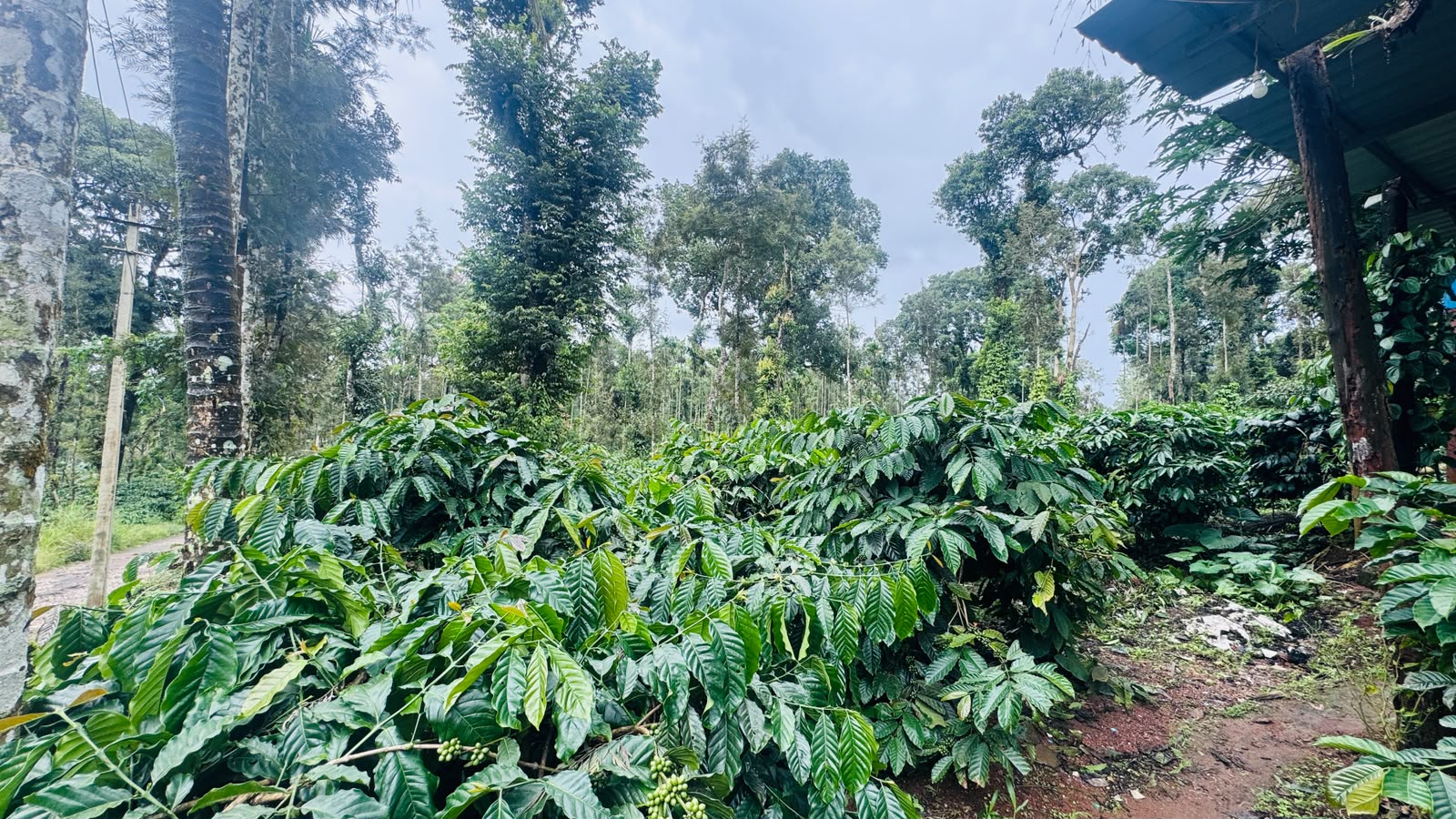 8094 square meter Industrial Plot for sale in Madikeri