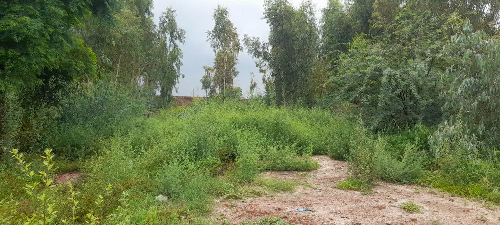 Industrial Plot with Factory Building for sale in Jalalabad — photo 13