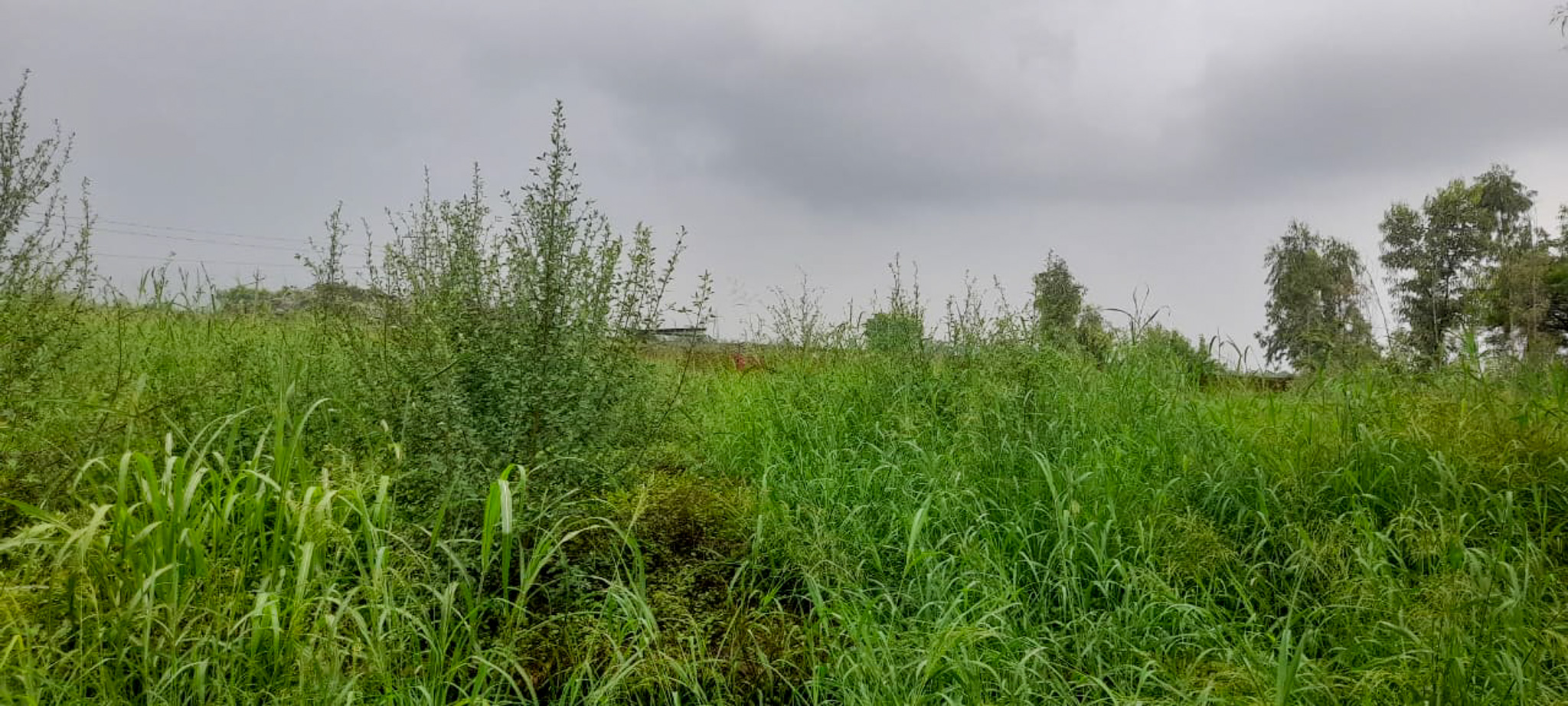 Industrial Plot with Factory Building for sale in Jalalabad — photo 27