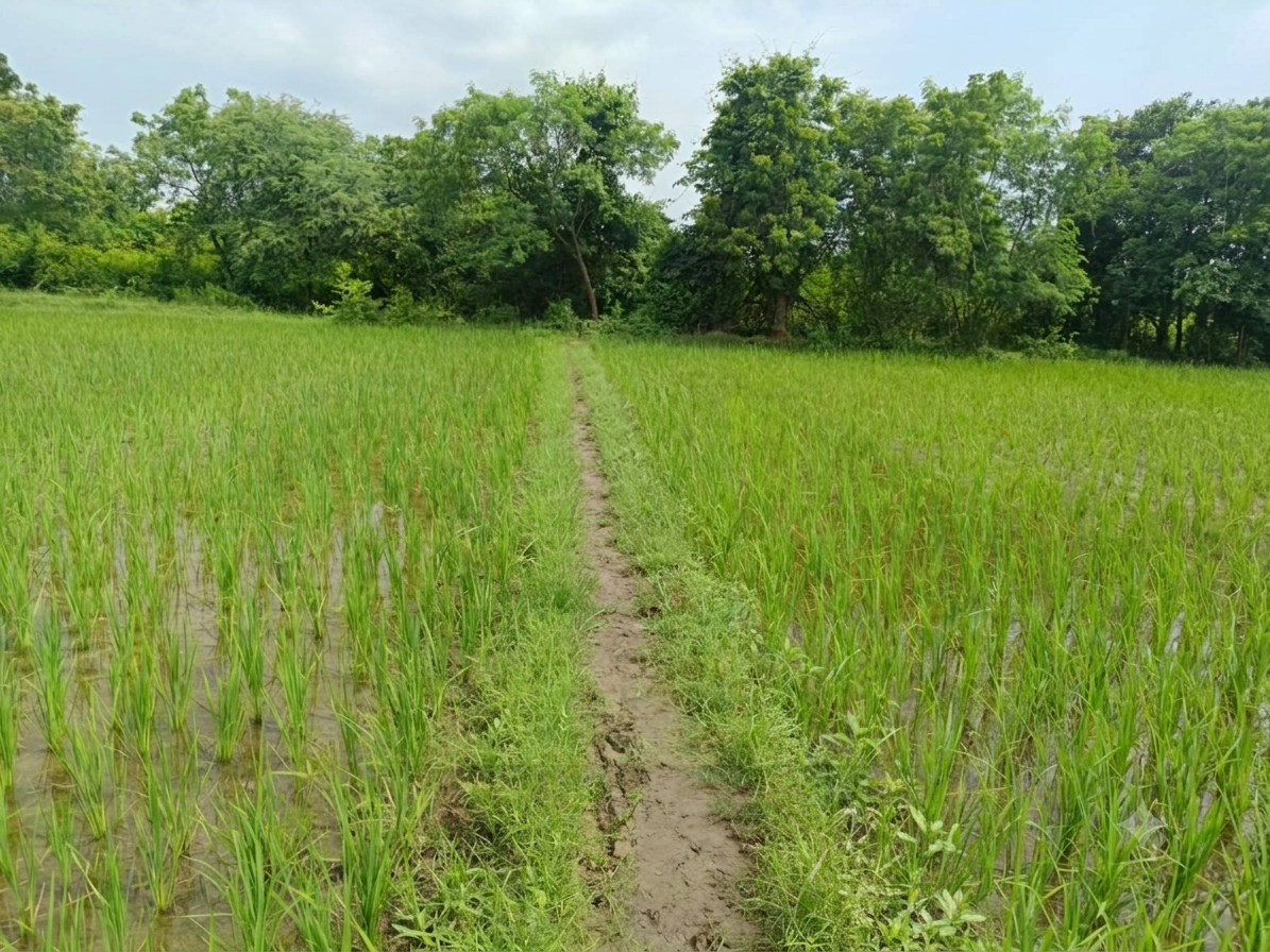 4652 square meter Agriculture Land for sale in Vaghodia