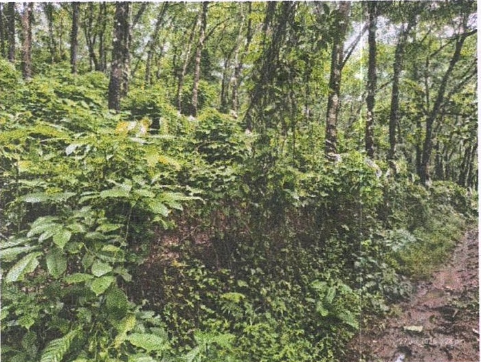 Plot for sale in S G Traders, Pullipadam village Nilambur
