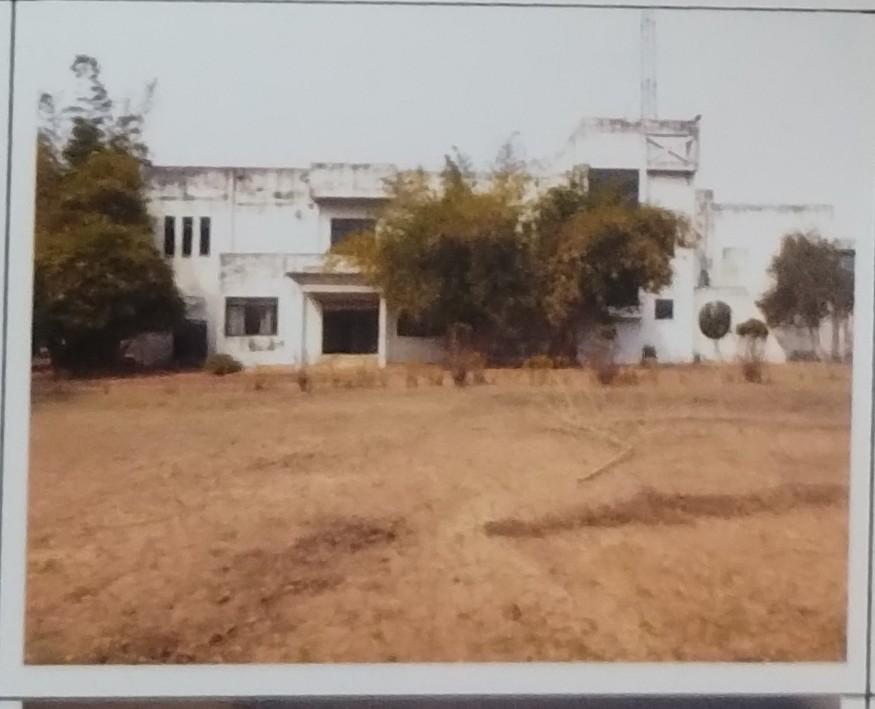 Tissue culture plant for sale in Dhabani Durgapur — photo 7