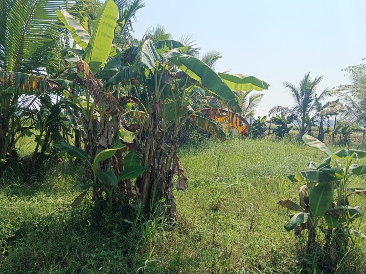 NON AGRI LAND for sale in Peddapuram