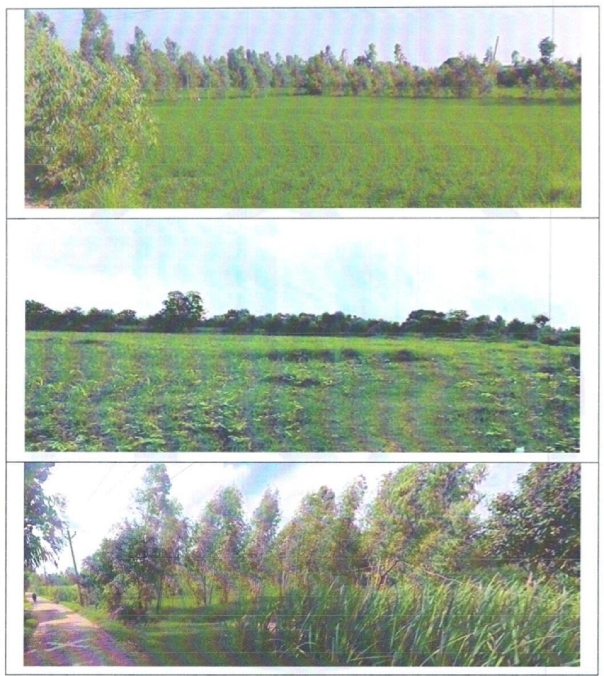 Plot for sale in Jaspur