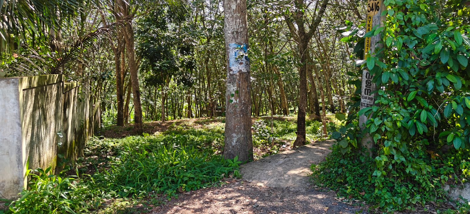 Plot for sale in Neyyattinkara