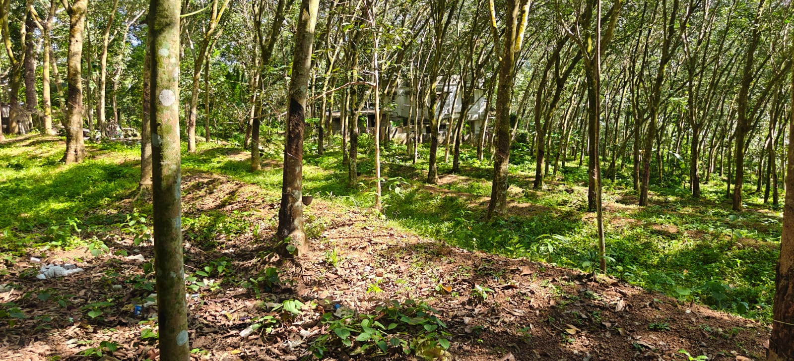 Plot for sale in Neyyattinkara — photo 2