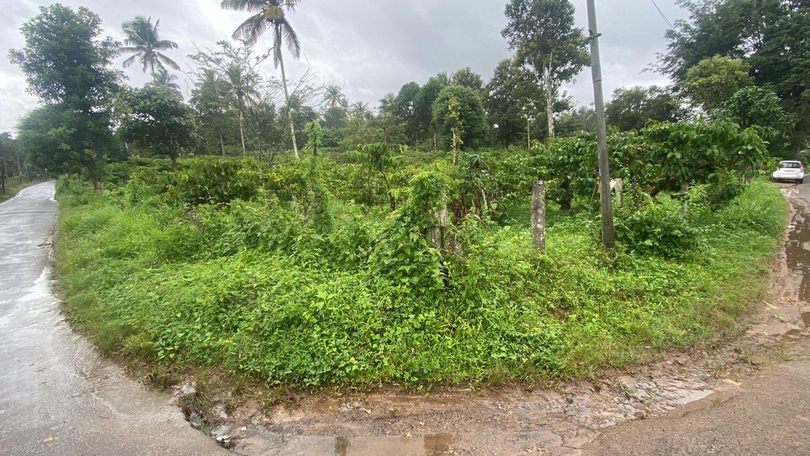 COFFEE ESTATE for sale in Sulthan Bathery