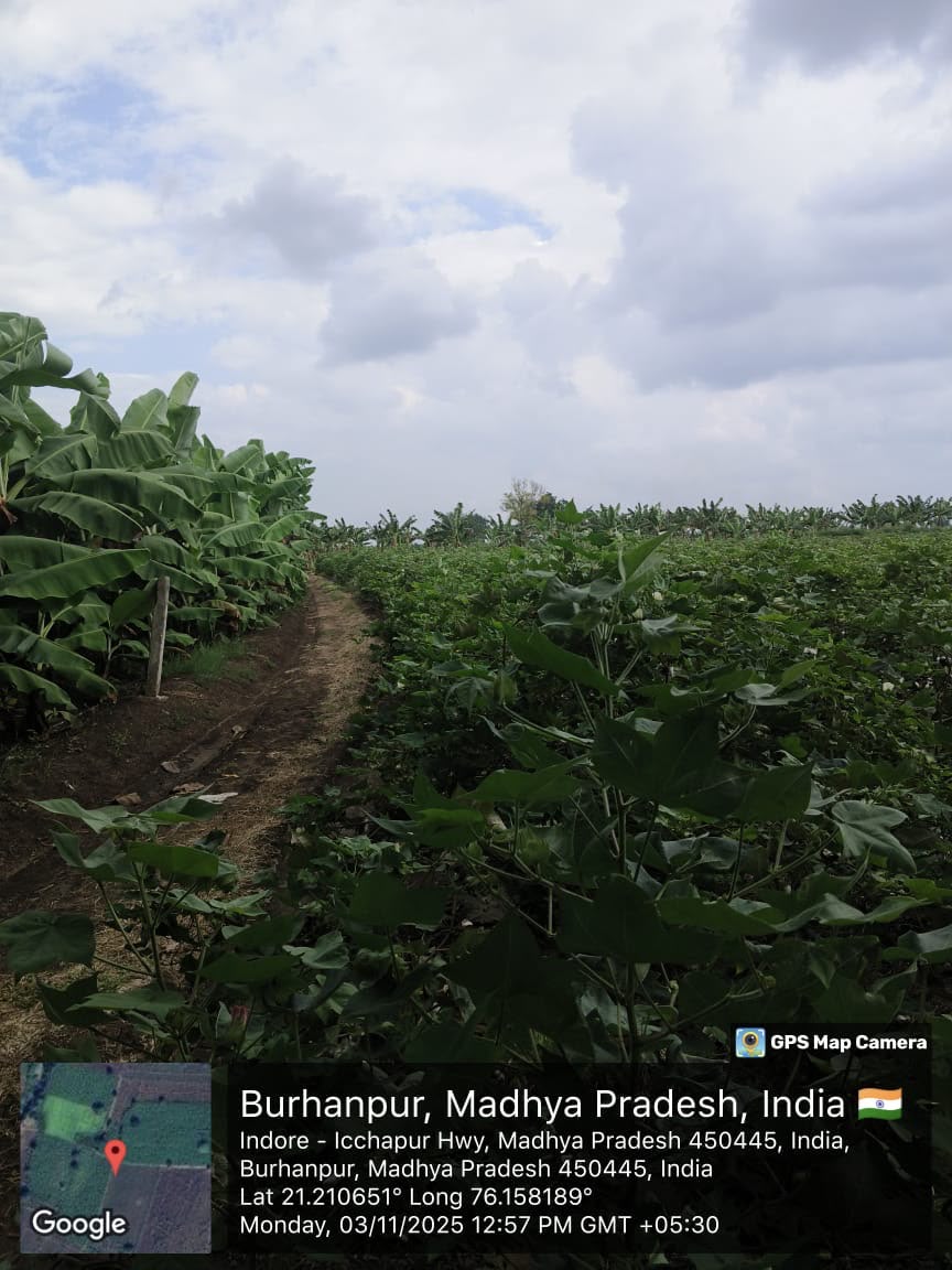 Agriculture Land for sale in MUKTAINAGAR JALGAON MAHARASHTRA Muktainagar — photo 5