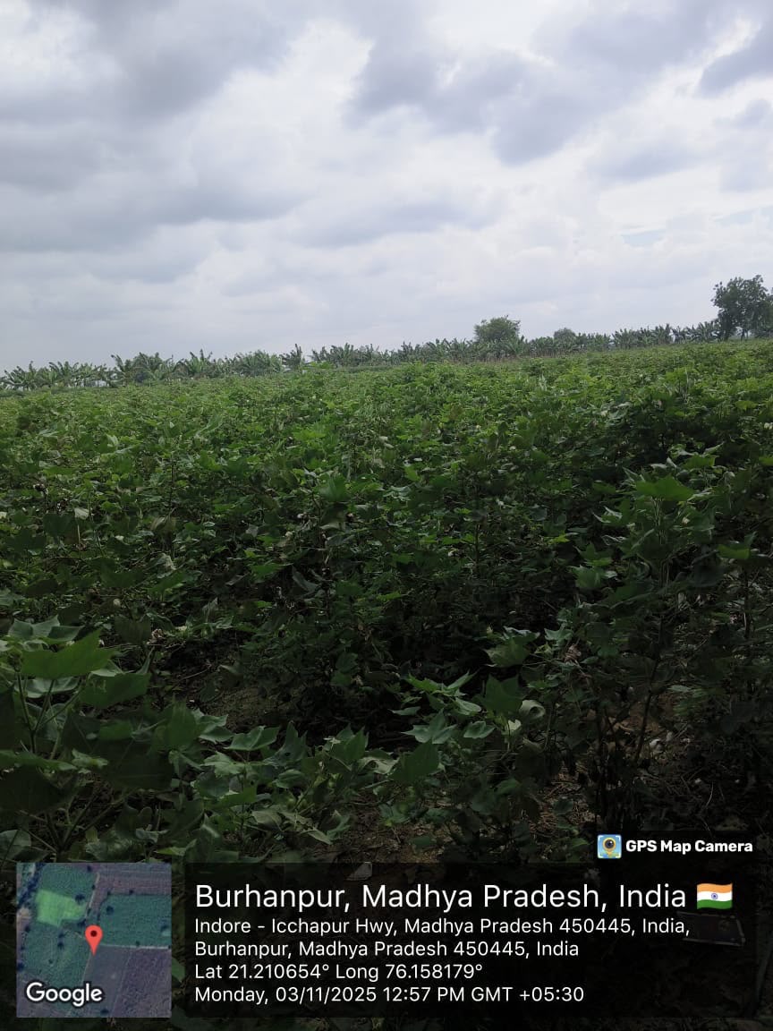 Agriculture Land for sale in MUKTAINAGAR JALGAON MAHARASHTRA Muktainagar — photo 3