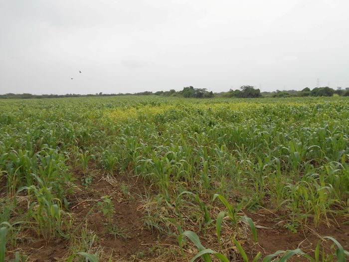 17200 square meter Plot for sale in Gujarat Gandhidham — photo 4