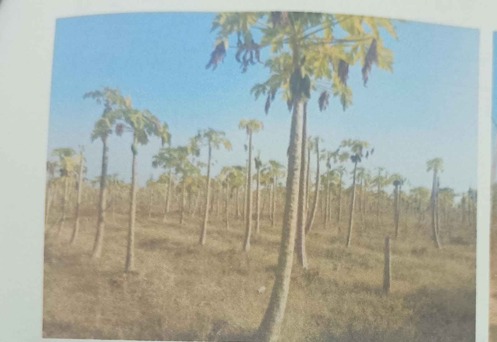 Plot for sale in Burhanpur Burhanpur