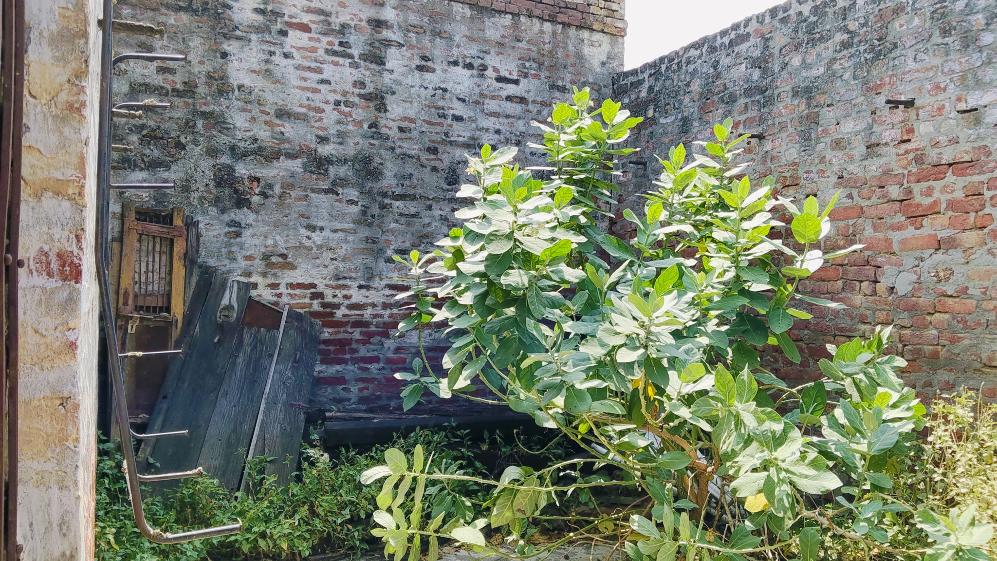 2 BHK Individual House for sale in NA, VILLAGE MAJRA Majra Jhajjar — photo 6