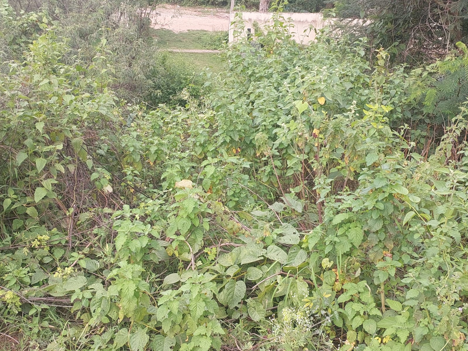 1200 square feet Plot for sale in Bengaluru — photo 3