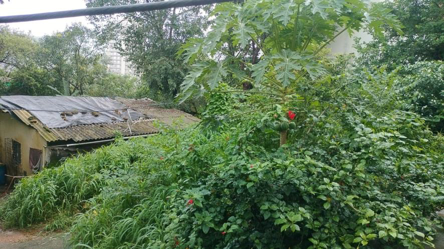 321 square feet Flat for sale in VILL- CHANDRAPARA Vasai Virar — photo 2