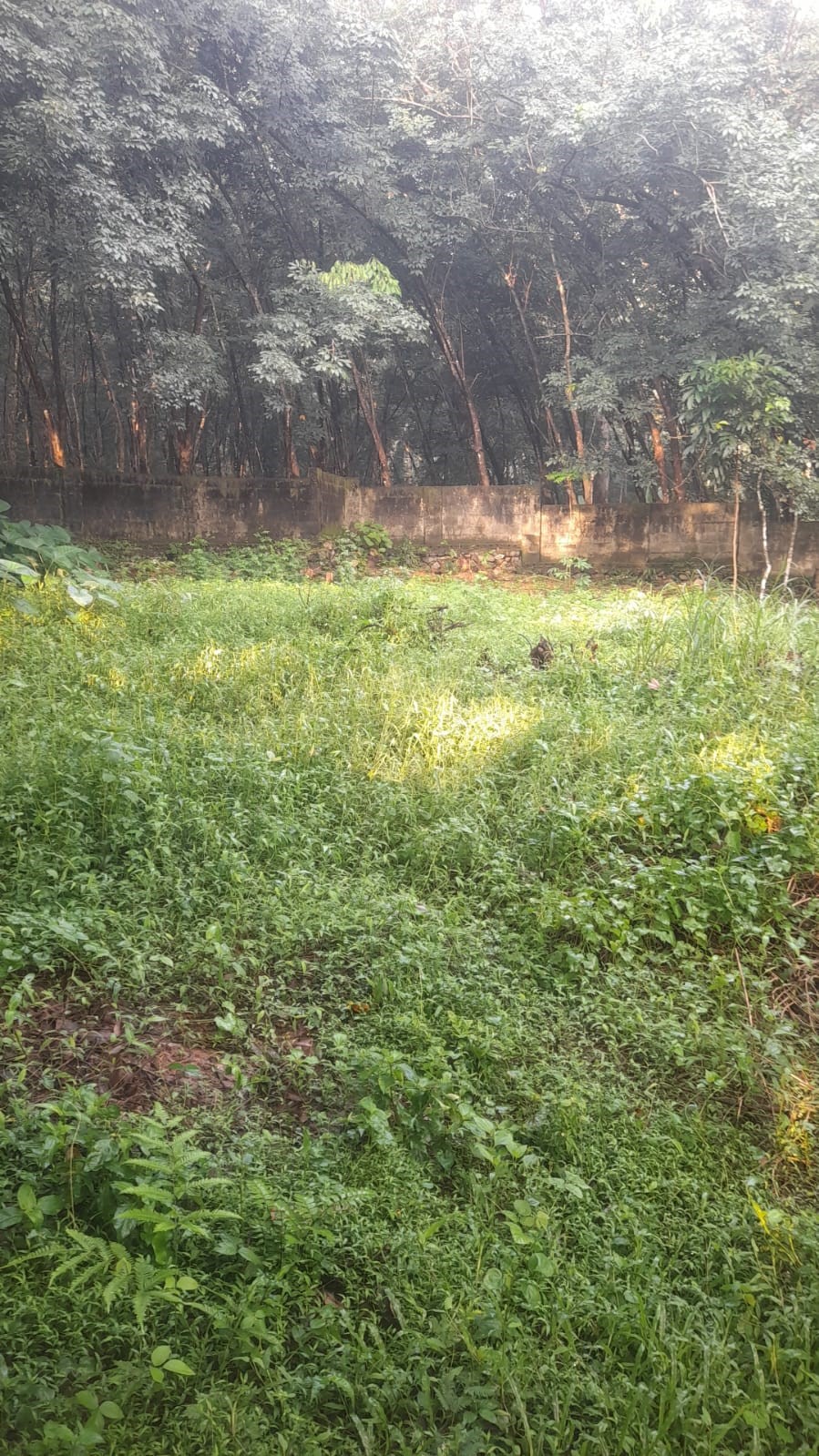 Individual House for sale in Neyyattinkara — photo 1