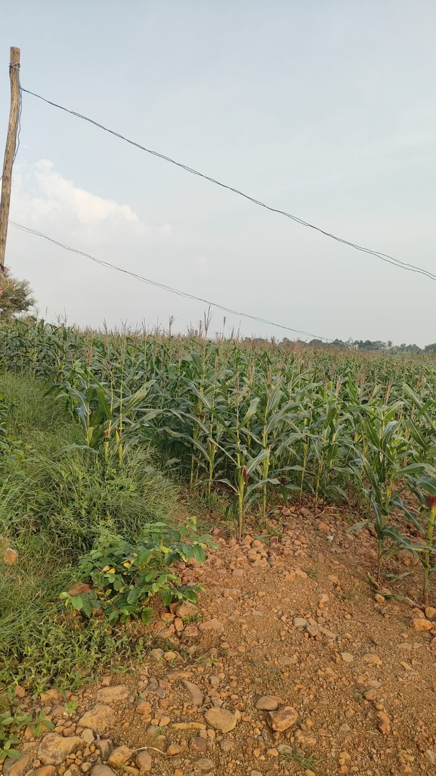 Plot for sale in Rajgarh — photo 4