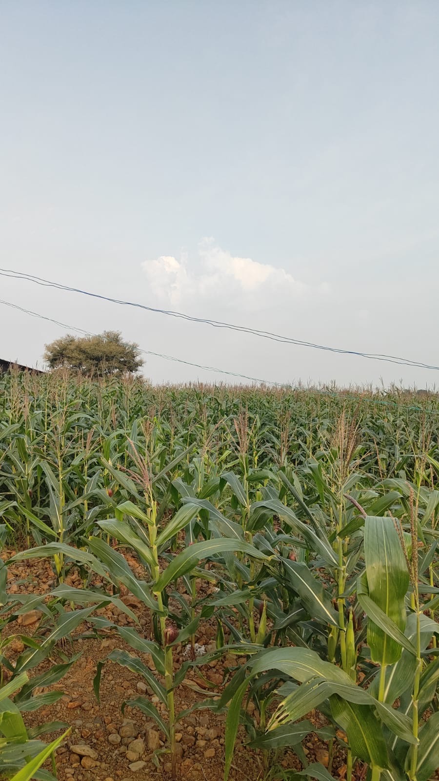 Plot for sale in Rajgarh — photo 8