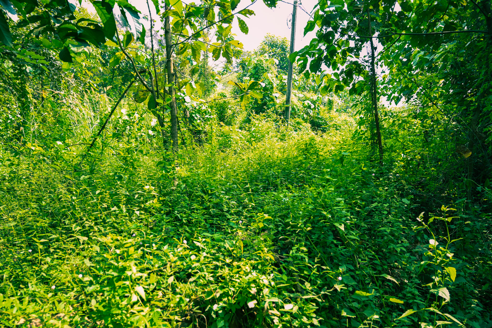 5059 square meter Individual House for sale in Palakkad